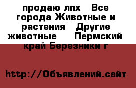 продаю лпх - Все города Животные и растения » Другие животные   . Пермский край,Березники г.